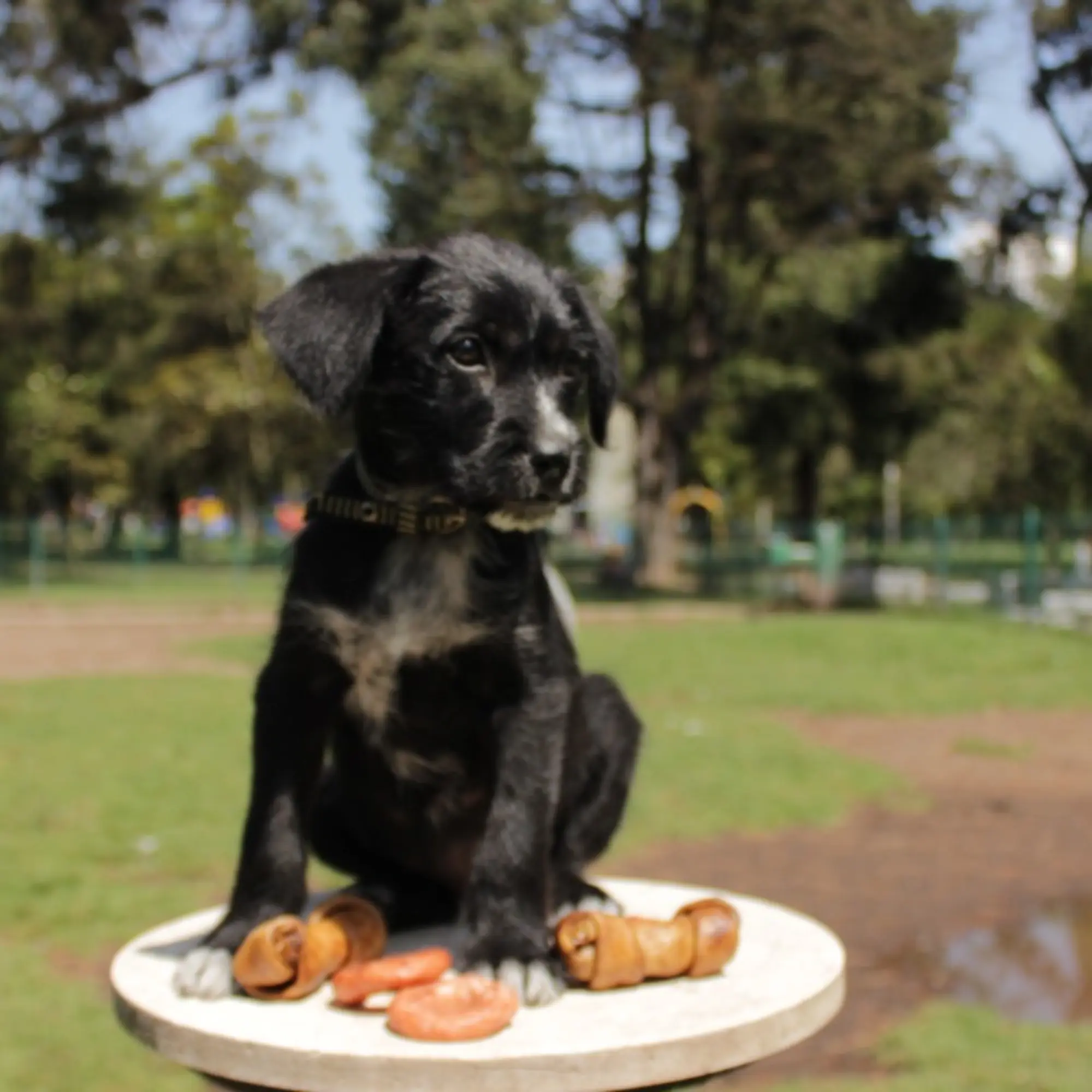 Imagen de perro en la sección de Preguntas y Respuestas de Mascan: descubre consejos y respuestas sobre nuestros productos masticables premium para perros, que incluyen galletas, masticables cárnicos, snacks deshidratados, treats y opciones para perros Mini, Pequeños, Medianos y Grandes.