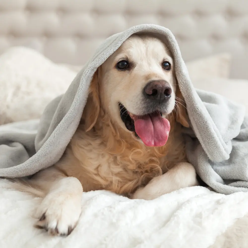 Descubre en "Somos" de Mascan la pasión y compromiso que nos impulsa: innovamos en productos masticables para perros, desde galletas y masticables cárnicos hasta snacks, treats y soluciones para perros Mini, Pequeños, Medianos y Grandes.