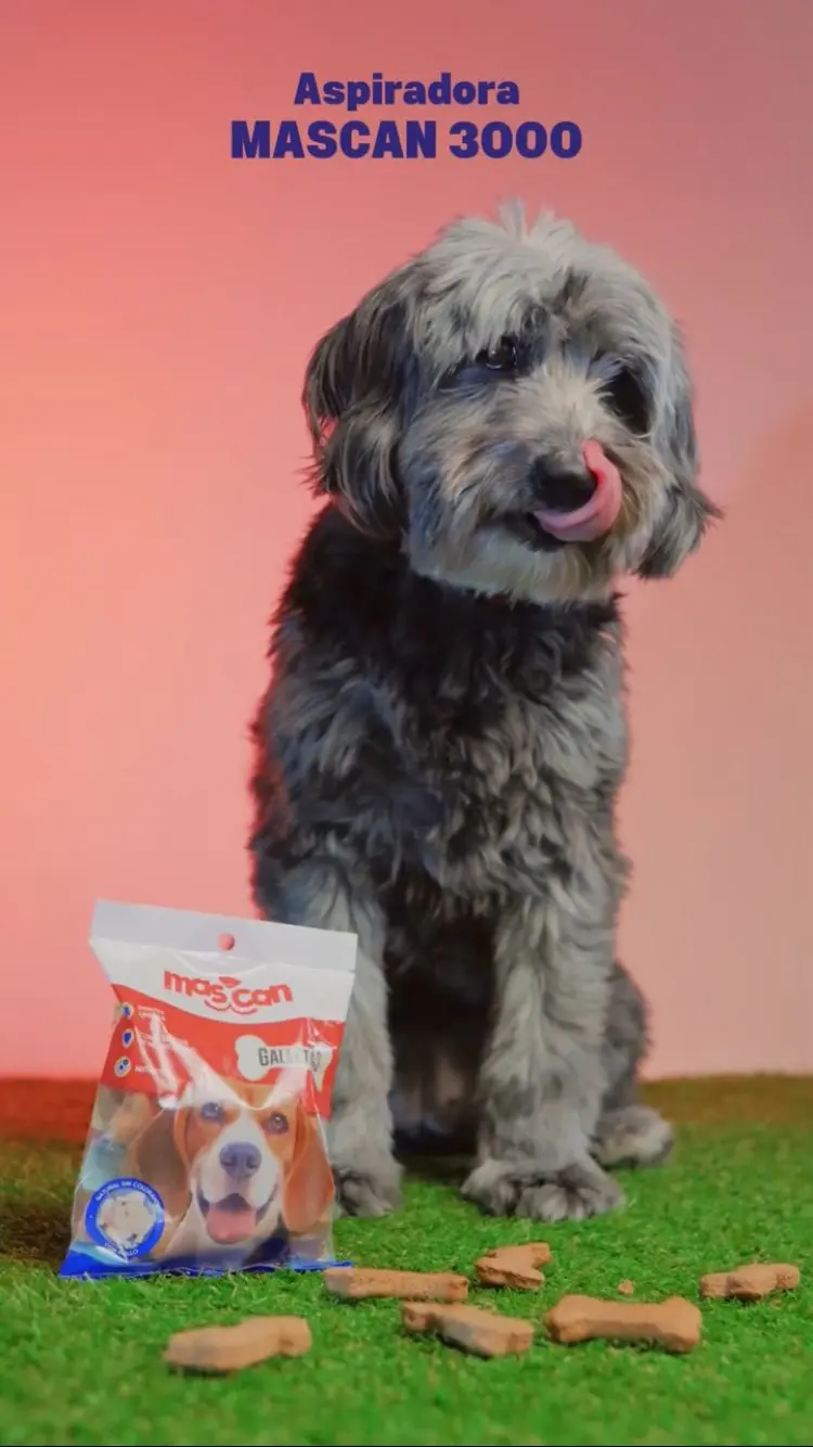 Explora nuestro dinámico feed de Instagram en "Somos": Mascan lidera la innovación en productos masticables para perros, ofreciendo galletas, masticables cárnicos, snacks deshidratados, treats y líneas especializadas para perros Mini, Pequeños, Medianos y Grandes.