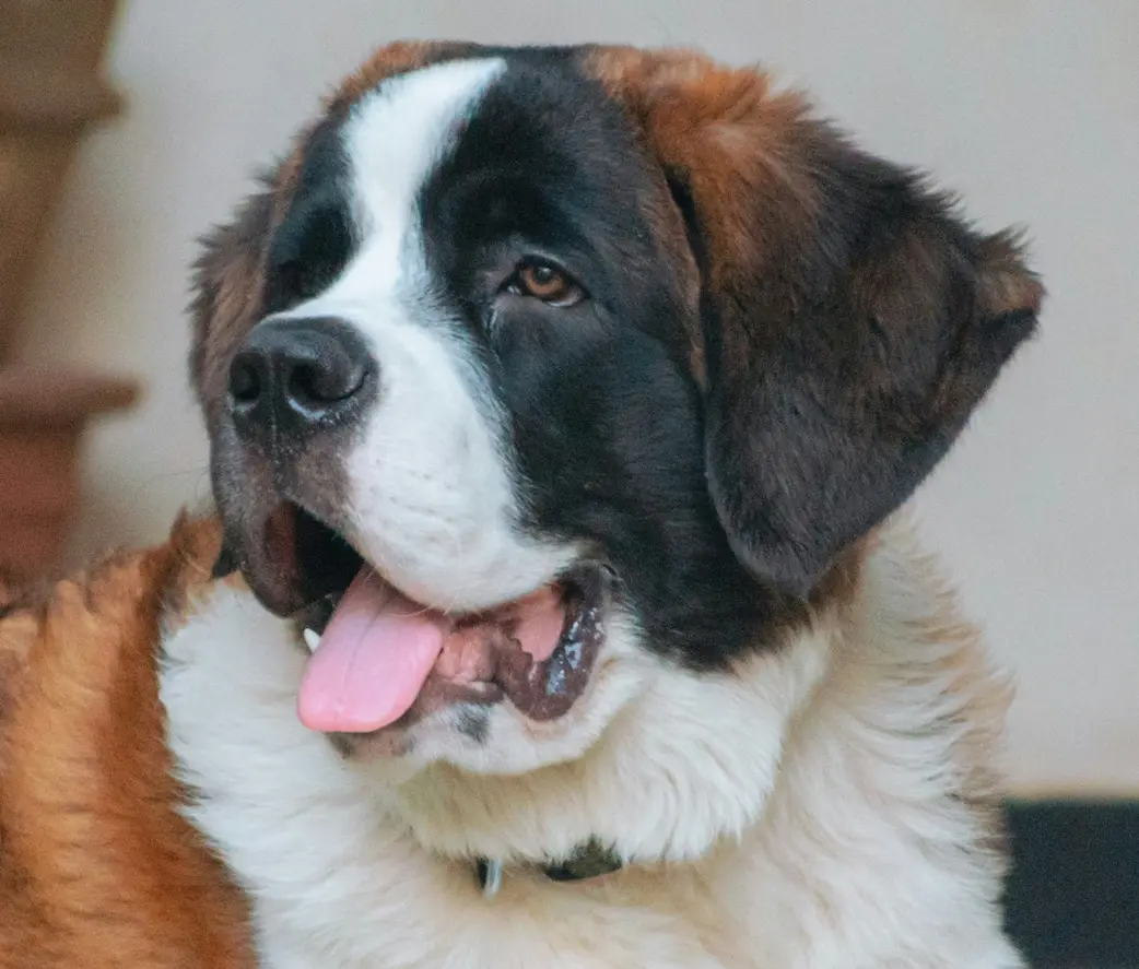 Nuestro liderazgo se basa en la calidad y el servicio: en Mascan fabricamos productos masticables premium para perros, incluyendo galletas, masticables cárnicos, snacks deshidratados, treats y líneas especializadas para perros Mini, Pequeños, Medianos y Grandes.