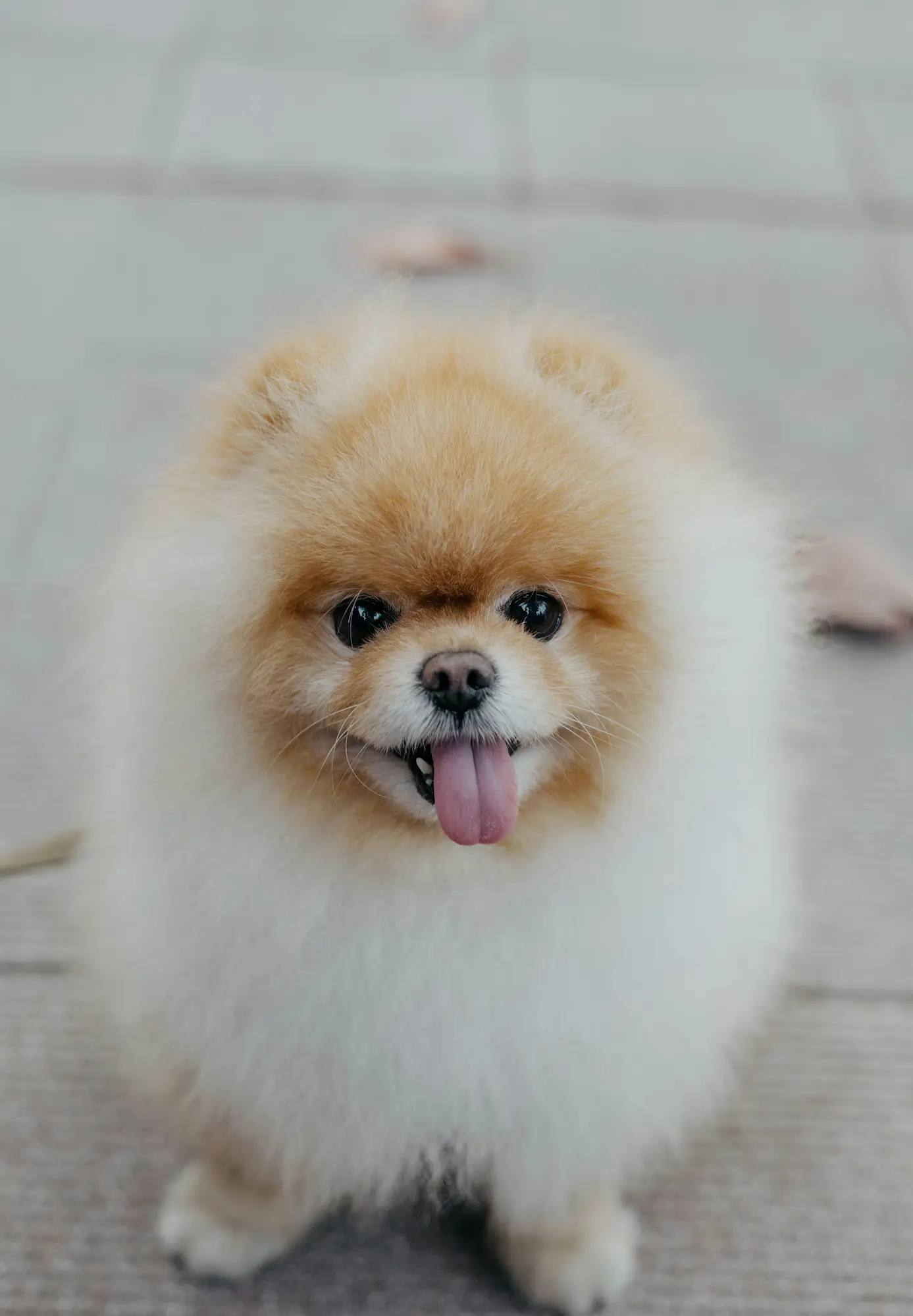Nuestro liderazgo se basa en la calidad y el servicio: en Mascan fabricamos productos masticables premium para perros, incluyendo galletas, masticables cárnicos, snacks deshidratados, treats y líneas especializadas para perros Mini, Pequeños, Medianos y Grandes.
