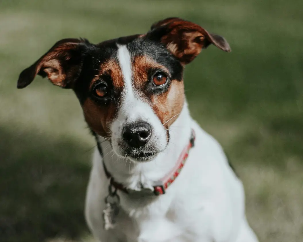 Nuestro liderazgo se basa en la calidad y el servicio: en Mascan fabricamos productos masticables premium para perros, incluyendo galletas, masticables cárnicos, snacks deshidratados, treats y líneas especializadas para perros Mini, Pequeños, Medianos y Grandes.