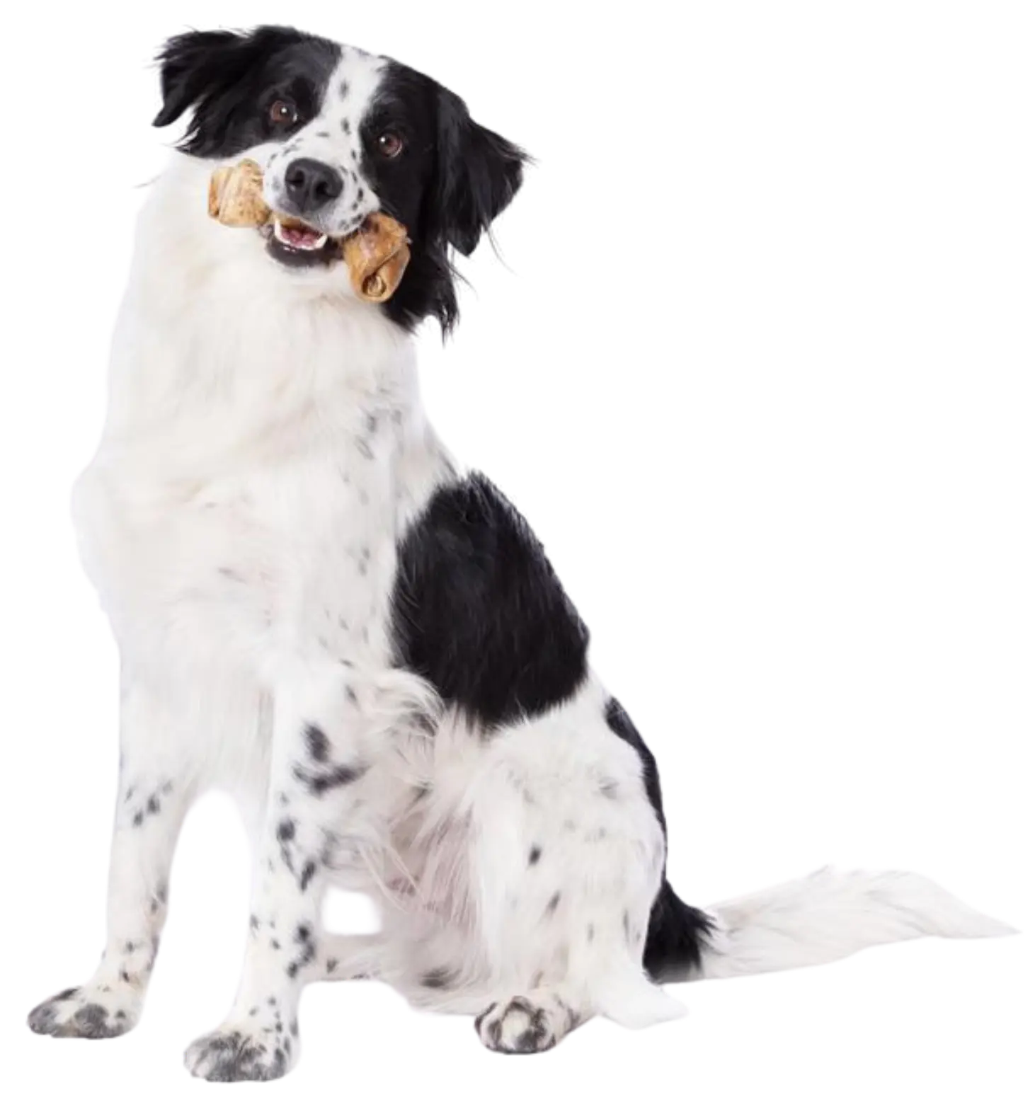 Imagen del Hero en Mascan: descubre cómo nuestra fábrica líder en productos masticables para perros impulsa el bienestar canino con galletas, masticables cárnicos, snacks deshidratados y treats, adaptados a perros Mini, Pequeños, Medianos y Grandes.