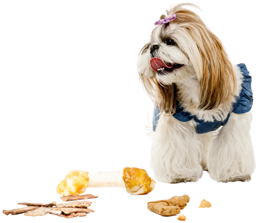 Imagen del Hero en Mascan: descubre cómo nuestra fábrica líder en productos masticables para perros impulsa el bienestar canino con galletas, masticables cárnicos, snacks deshidratados y treats, adaptados a perros Mini, Pequeños, Medianos y Grandes.
