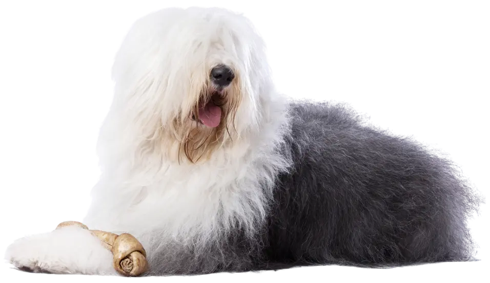 Imagen del Hero en Mascan: descubre cómo nuestra fábrica líder en productos masticables para perros impulsa el bienestar canino con galletas, masticables cárnicos, snacks deshidratados y treats, adaptados a perros Mini, Pequeños, Medianos y Grandes.