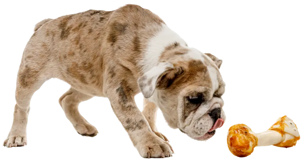 Imagen de de un pero bulldog persiguiendo un hueso Mascan, producto nuevo.