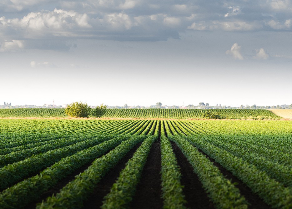 Regional Agricultural Supplier
