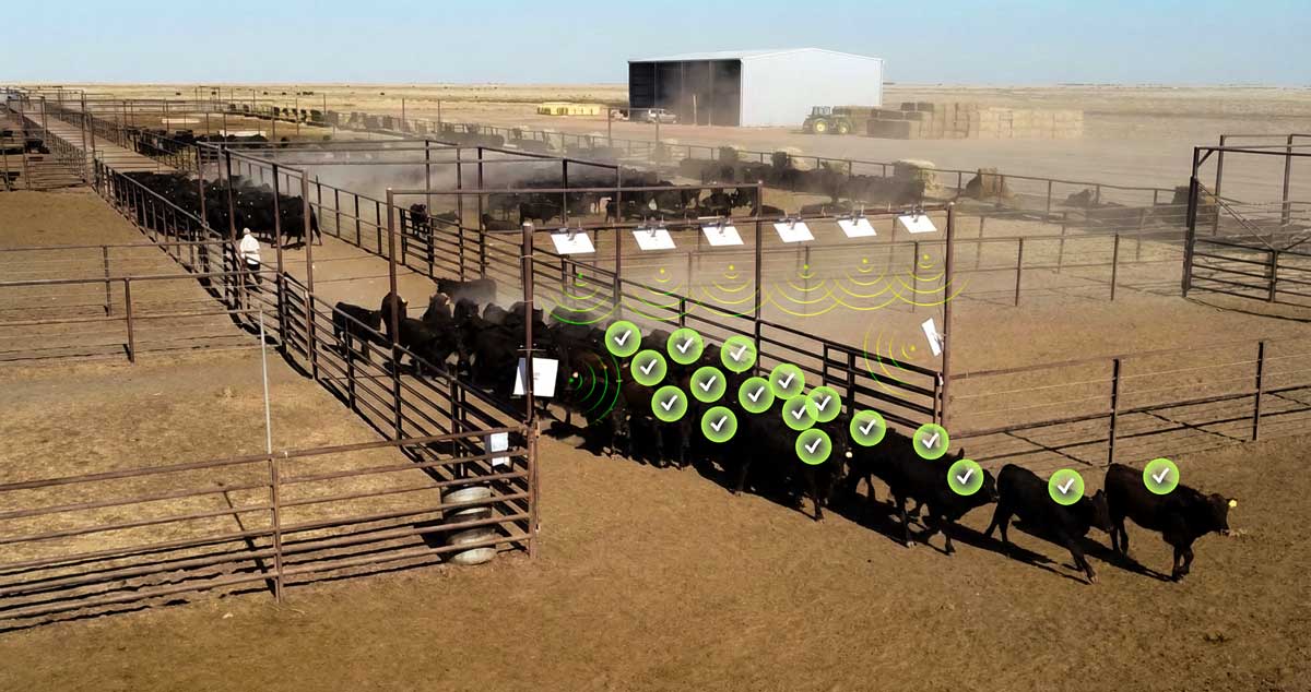 Black cattle lined up and passing through metal gates in a dry outdoor pen area with a barn and tractor in the background.