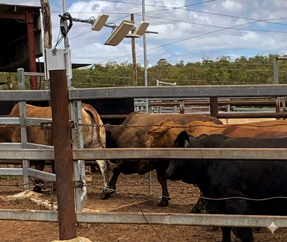 Cows standing in a fenced outdoor livestock pen under a partly cloudy sky.