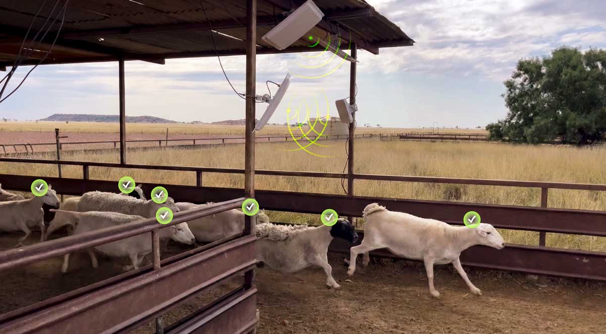 Sheep inside a barn with green check marks above their heads and wireless signal icons on the roof.