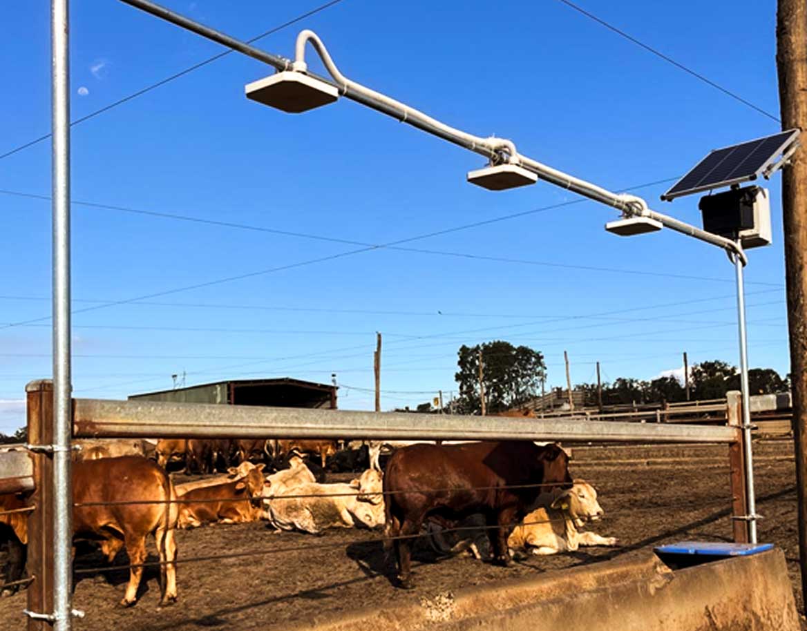 Cattle resting and standing in a fenced dirt enclosure under a clear blue sky, with mounted lights and a solar panel on a pole.