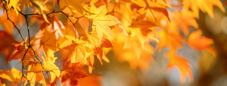 Fall leaves