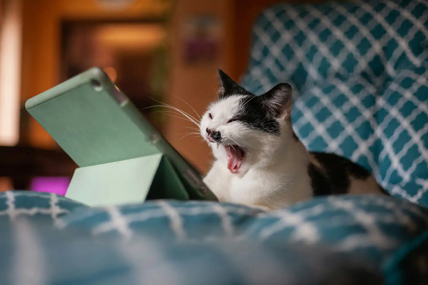 Cat sitting on bed, screaming with disgust at the tablet showing generic ads — built from templates or generated by AI.