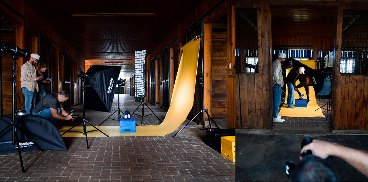 Horse Kicks Photoshoot image two