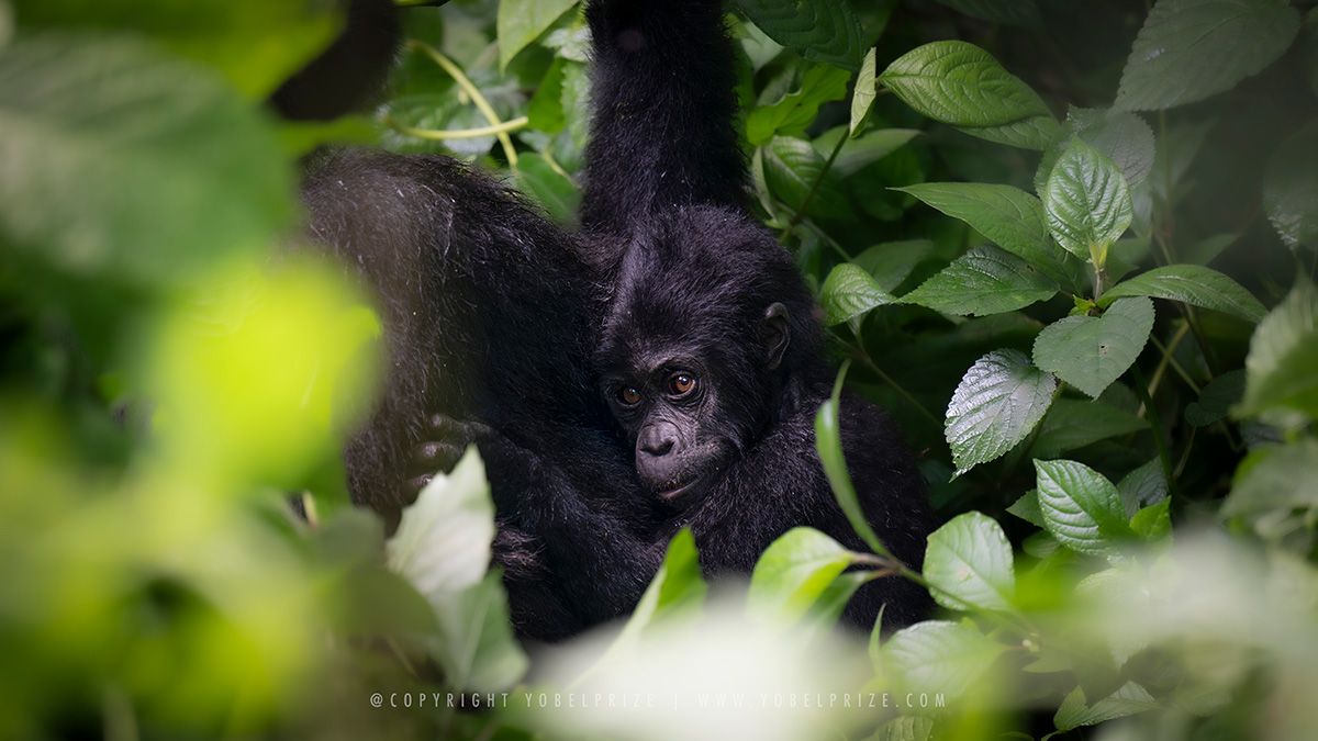 Baby mountain gorilla nestled safely among dense green foliage in Bwindi Impenetrable Forest, Uganda.