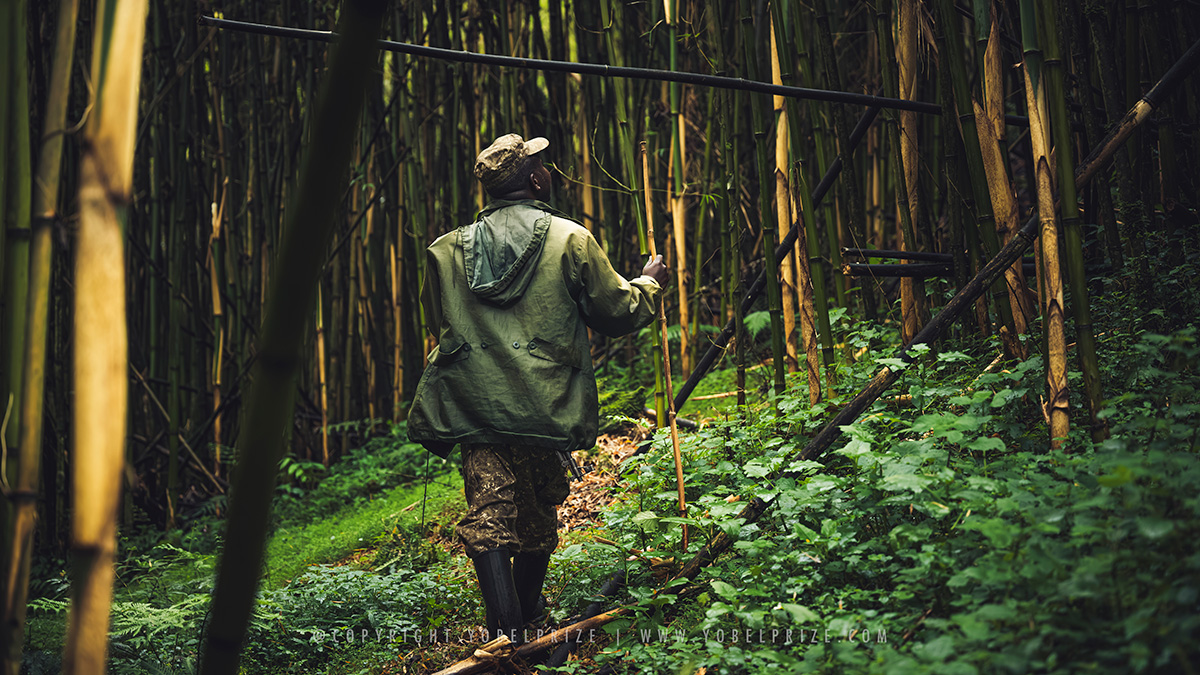 A park ranger leading the way through a dense bamboo forest, dressed in green attire and equipped for trekking, captured from behind to emphasize the immersive experience of exploring Uganda’s Mgahinga National Park.