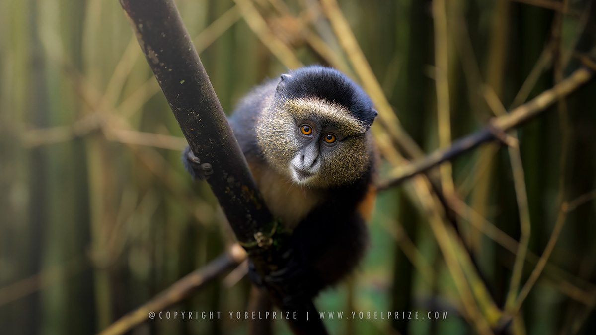 A curious golden monkey perched diagonally on a thin branch, head tilted slightly with expressive amber eyes, photographed amidst the bamboo forests of Mgahinga National Park, Uganda.