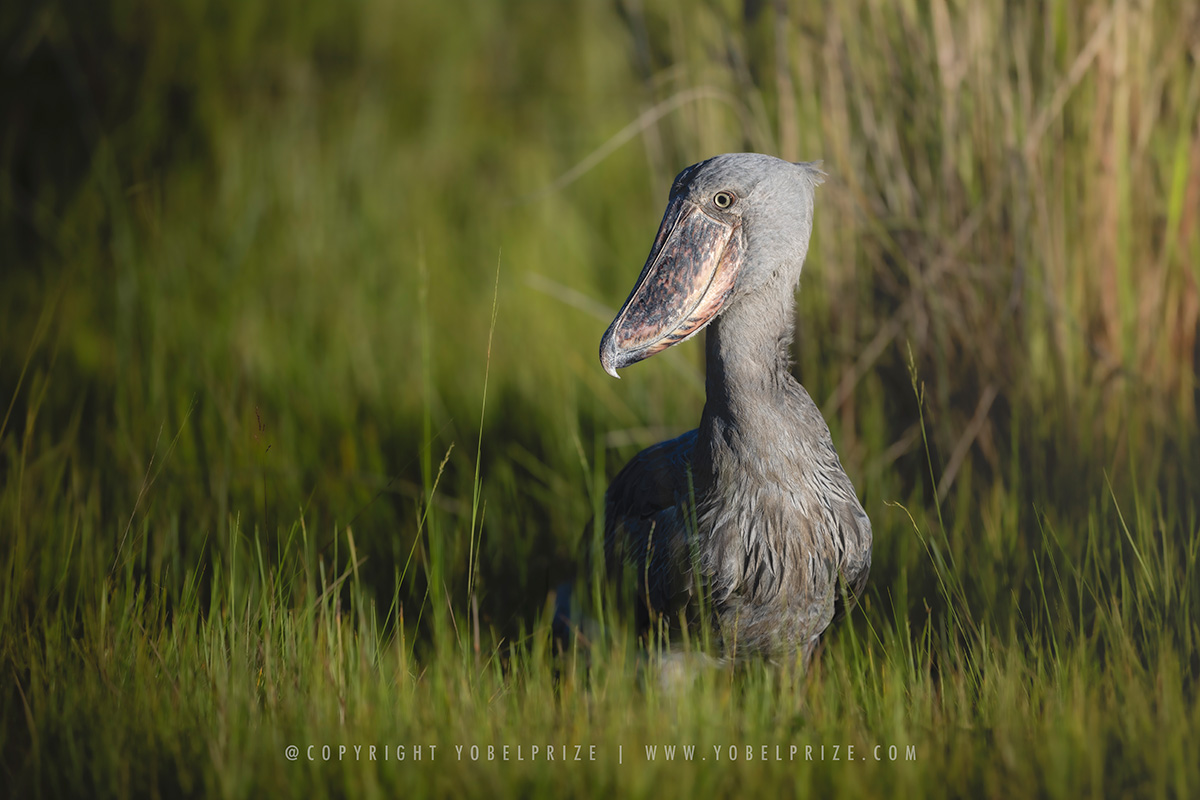 Shoebill Stork Portrait: A striking portrait of a rare shoebill stork sitting amidst tall grass, illuminated by warm sunlight highlighting its unique, prehistoric-like features.