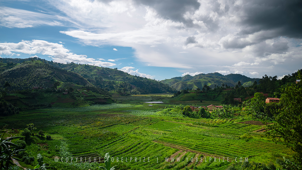 Verdant Valley Landscape: A breathtaking landscape showing a lush, green valley with terraced fields and rolling hills under a dramatic sky, capturing the natural beauty of rural Uganda.