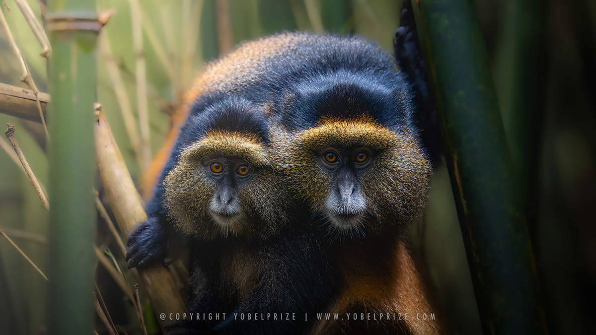 Two golden monkeys closely huddled together, with vibrant golden-orange fur and wide, attentive eyes, photographed amidst bamboo stalks in Mgahinga National Park, Uganda.