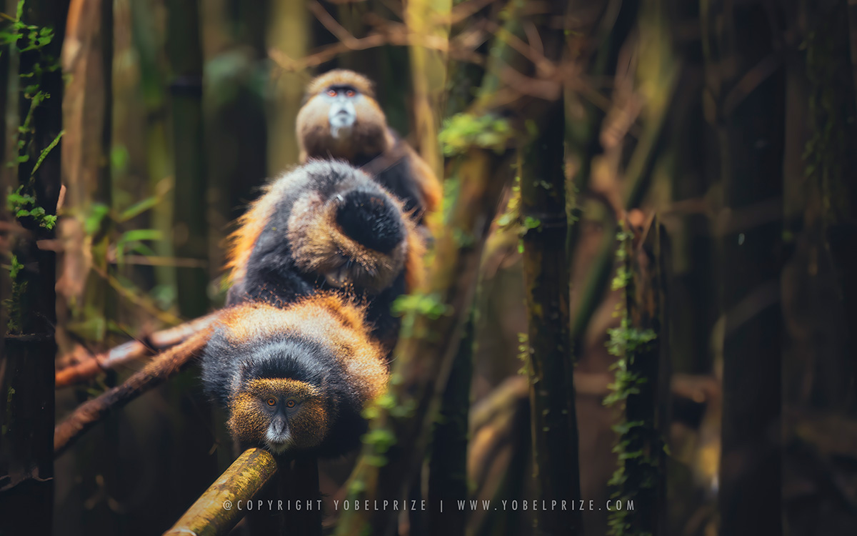Three golden monkeys lined up on bamboo in Uganda's lush Mgahinga forest, softly illuminated in their natural habitat.