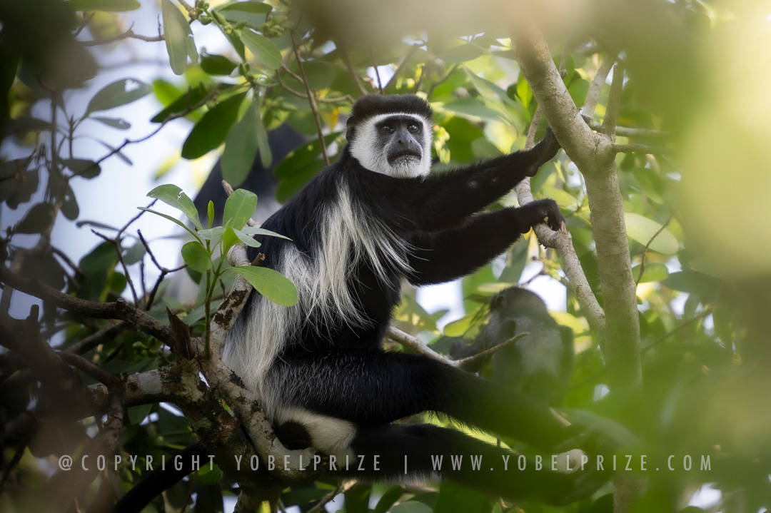 Black-and-White Colobus Monkey: A close-up view of a majestic black-and-white Colobus monkey perched among branches, looking thoughtfully into the distance in its natural forest habitat.