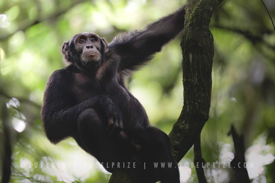 Thoughtful chimpanzee perched high in the trees, calmly gazing outward in Kibale National Park, Uganda.