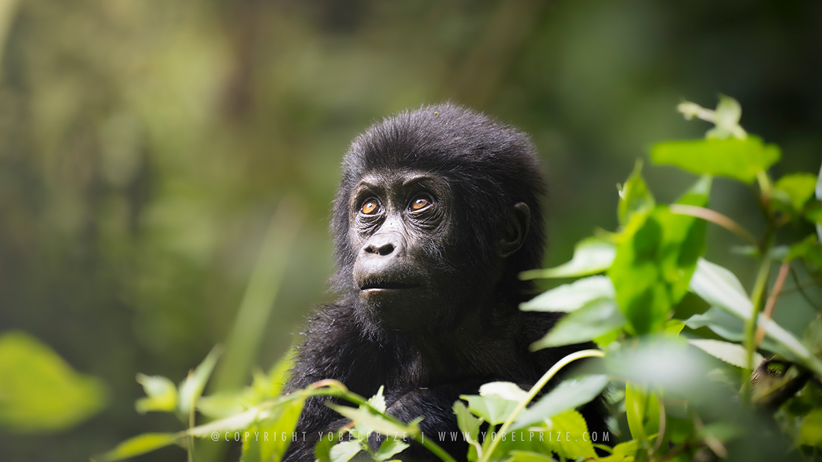 A baby gorilla, with gentle eyes and fluffy fur, attentively gazes upward amidst lush greenery, captured in the serene environment of Bwindi Impenetrable Forest, Uganda.