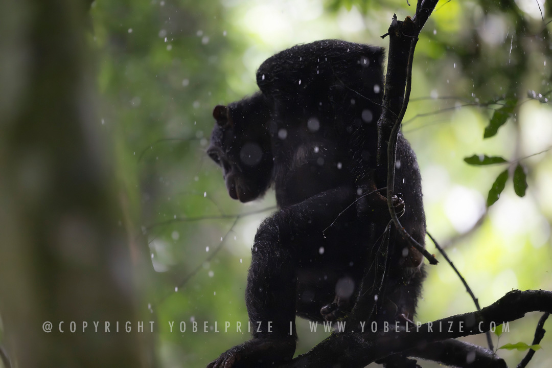 Chimpanzee sitting contemplatively amid gentle rain, captured in silhouette among lush forest foliage.