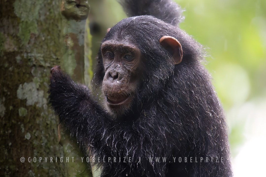 Chimpanzee Close-Up in Rain: An intimate close-up portrait of a chimpanzee resting its hand gently against a tree trunk. Raindrops glisten softly in its thick black fur, and its thoughtful expression conveys calm curiosity amidst the lush green backdrop of its natural habitat.