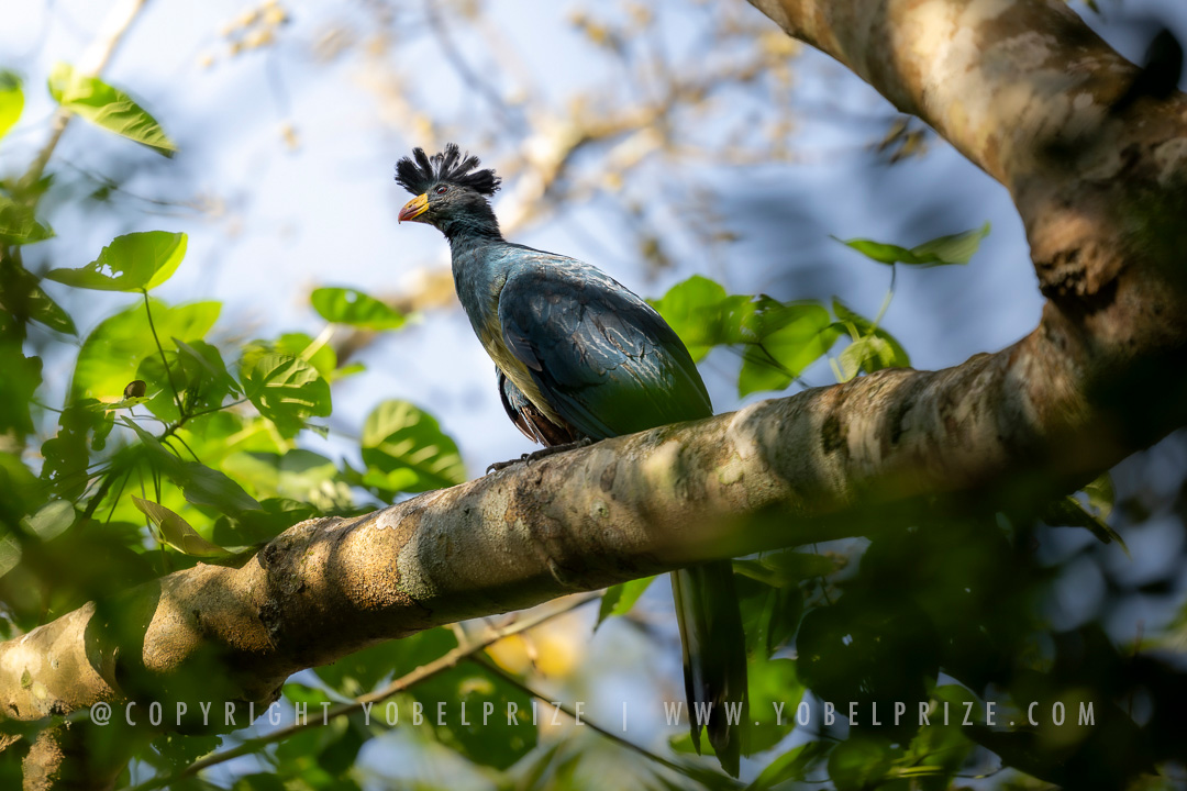 Great Blue Turaco in Tree: A vibrant Great Blue Turaco bird perched elegantly on a thick tree branch, with lush foliage surrounding and sunlight filtering through the leaves.