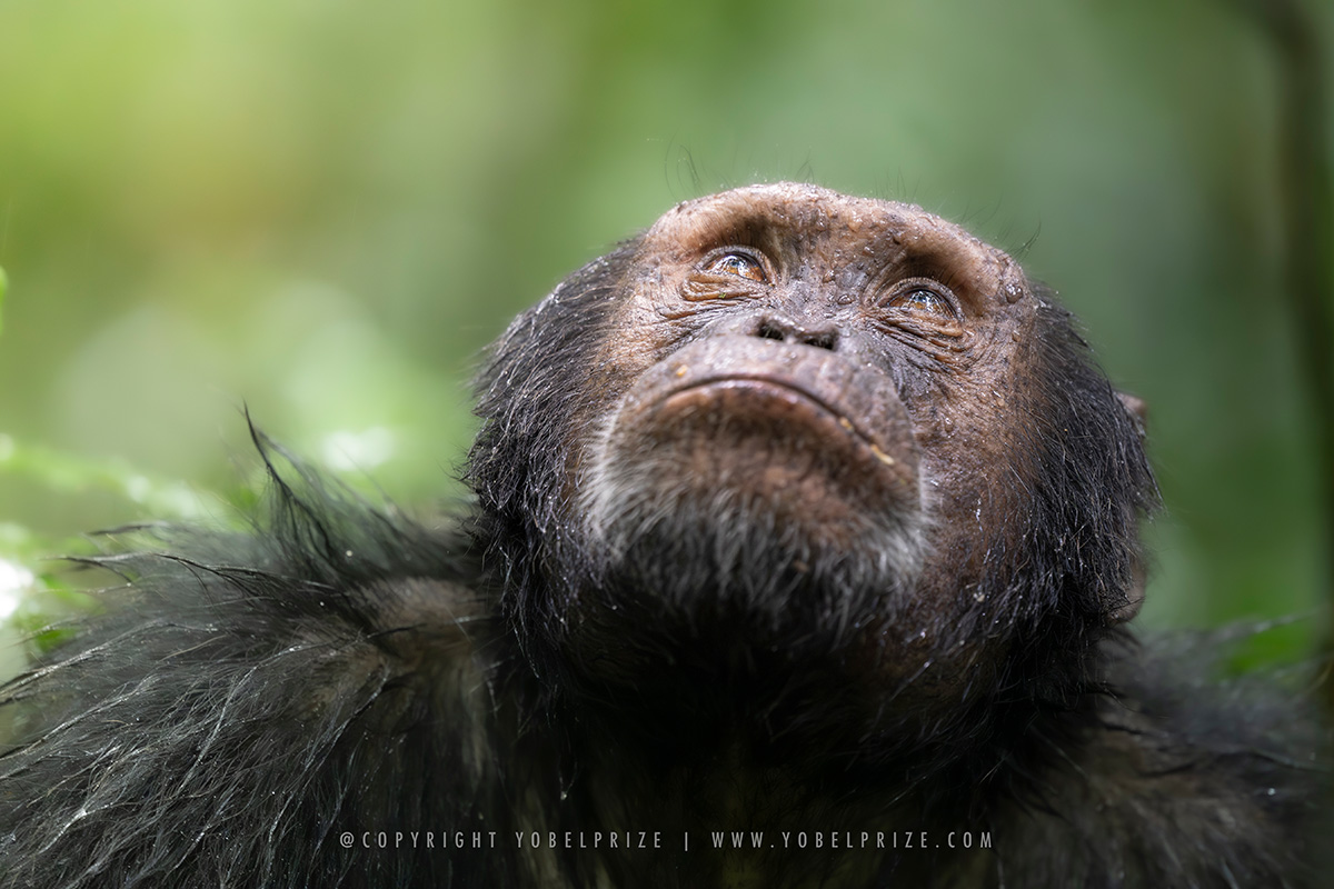 An expressive close-up portrait of a thoughtful chimpanzee gazing upward, with a contemplative expression, detailed textures of wet fur visible, captured in Kibale National Park, Uganda.