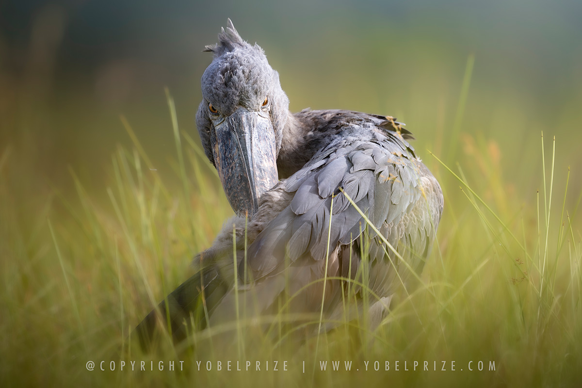 Stunning close-up of a shoebill stork grooming, with intense eyes peering through golden grass in Uganda’s Mabamba swamp.