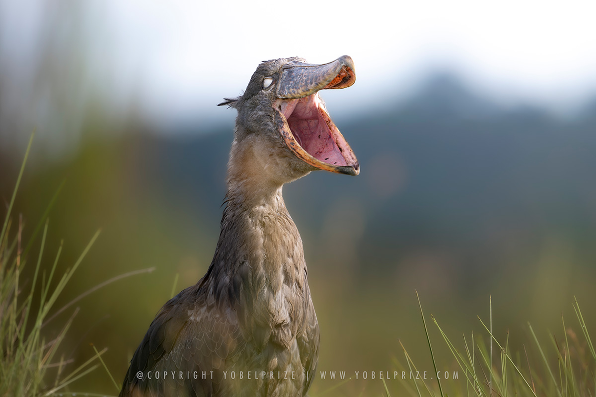 A dramatic image of a shoebill stork mid-yawn or call, with its beak wide open and distinctively large, pale eyes, captured against a softly blurred natural background in Mabamba Swamp, Uganda.
