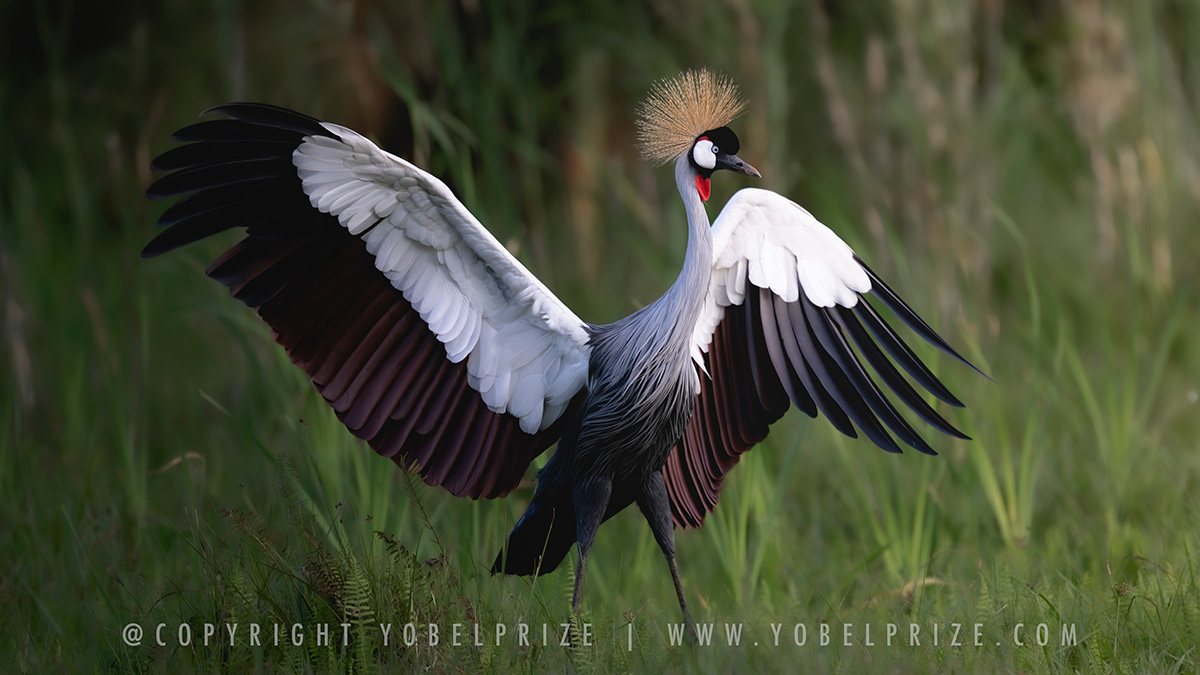Majestic East African crowned crane spreads wings wide open, showcasing detailed feathers against a lush green background.