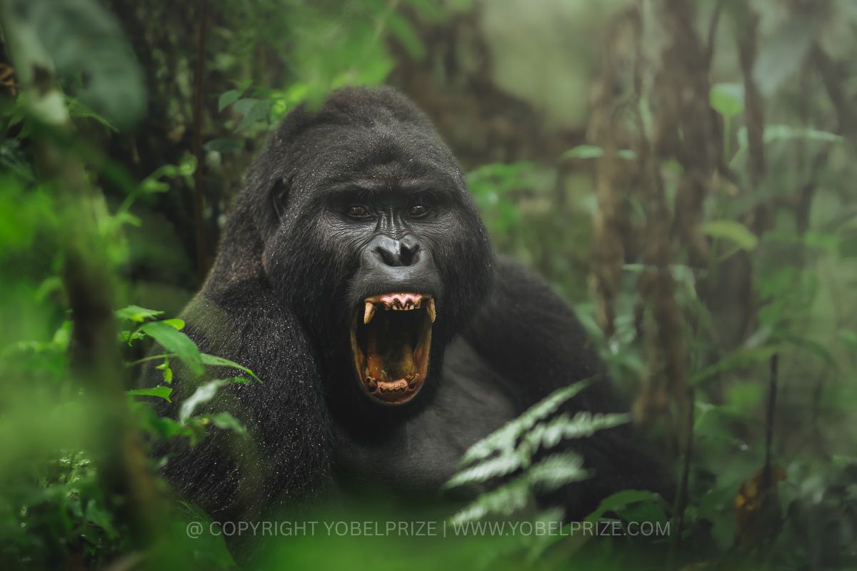 A powerful adult gorilla mid-yawn, revealing large teeth and intense eyes, framed by lush green vegetation in Uganda's dense forest.