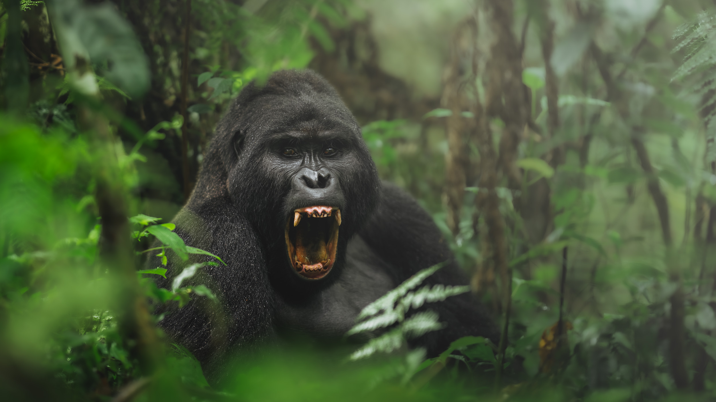 A powerful adult gorilla mid-yawn, revealing large teeth and intense eyes, framed by lush green vegetation in Uganda's dense forest.