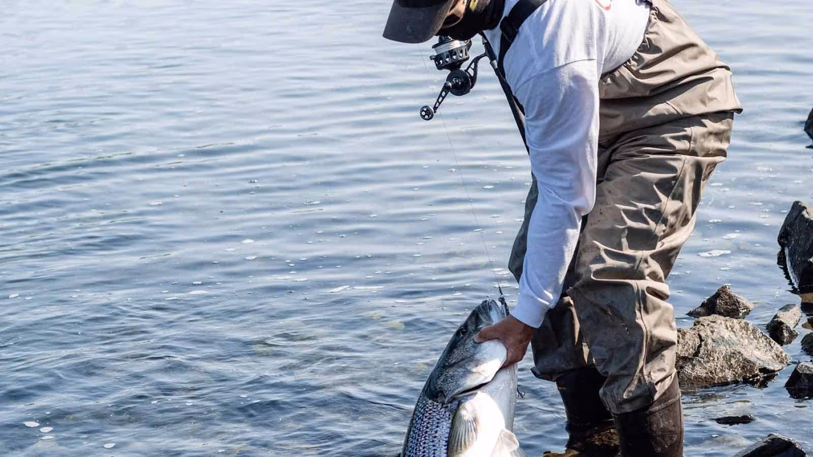 Man dressed in fishing apparel standing on rocky shore in Cape Cod, catching a fish with his hands, showcasing hands-on coastal fishing and outdoor adventure.