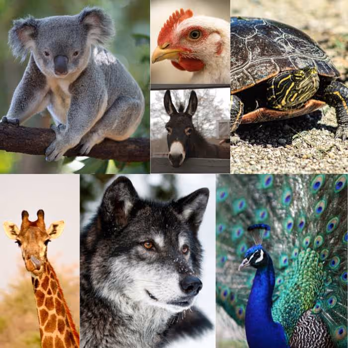 Animals: koala, chicken, donkey, turtle, giraffe, wolf, and peacock. 