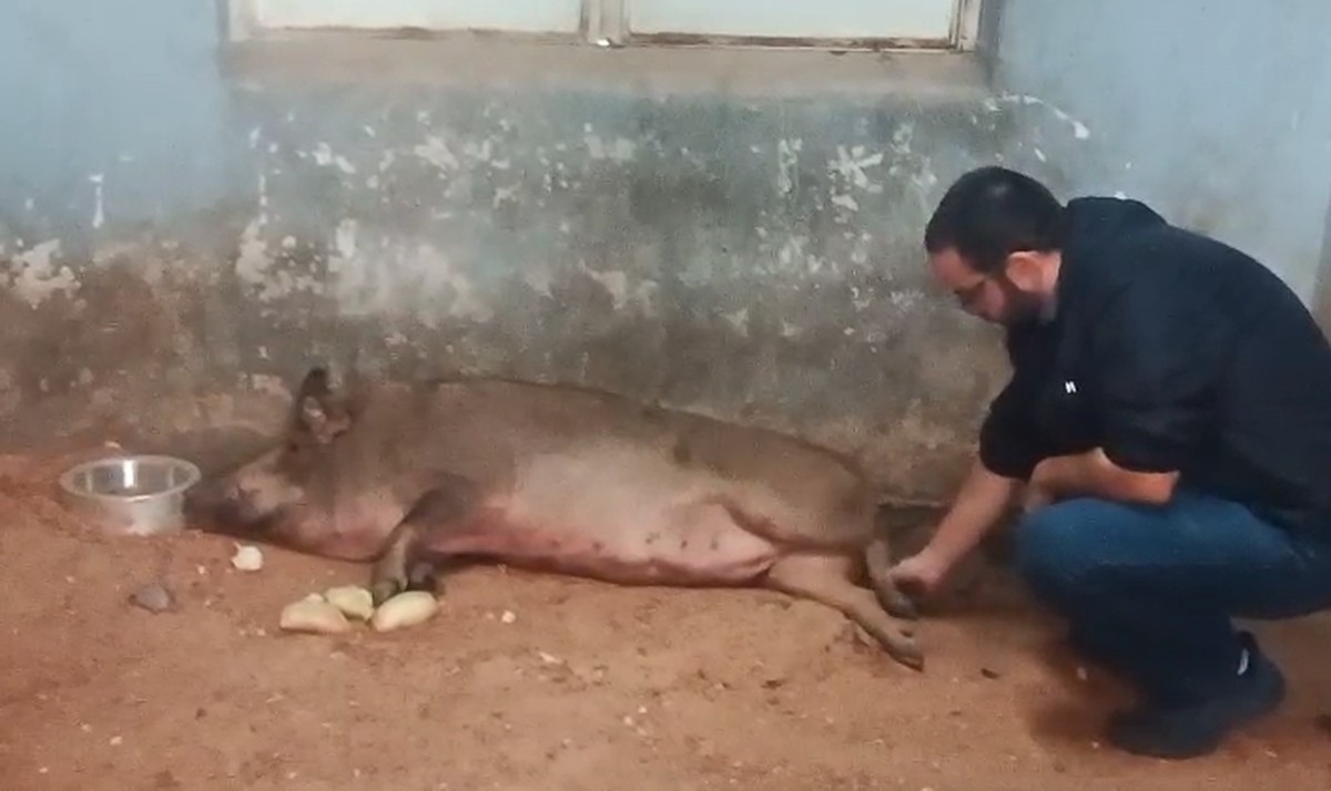 Porquinha atropelada no Rio de Janeiro passa por cirurgia inovadora e luta para voltar a andar