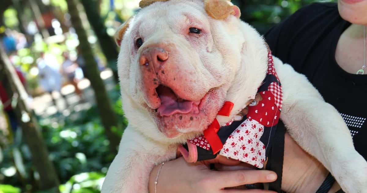 Santo André promove ArraiAU Pet com atividades para pets e tutores no Parque Celso Daniel