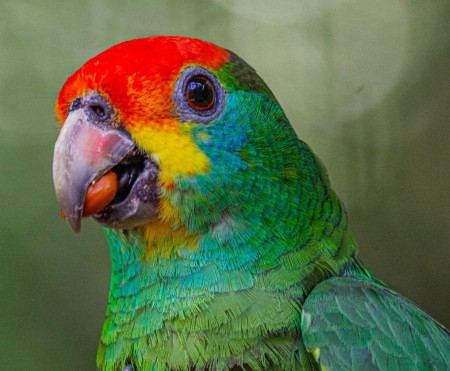 Reintrodução de papagaios-chauá e mutum-de-alagoas visa restaurar fauna da Mata Atlântica em Alagoas