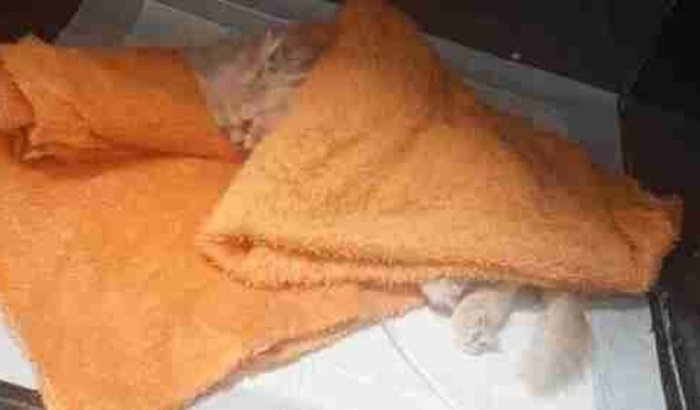 Gatinho carente precisa de ajuda urgente após acidente; custos de tratamento superam R$ 4 mil