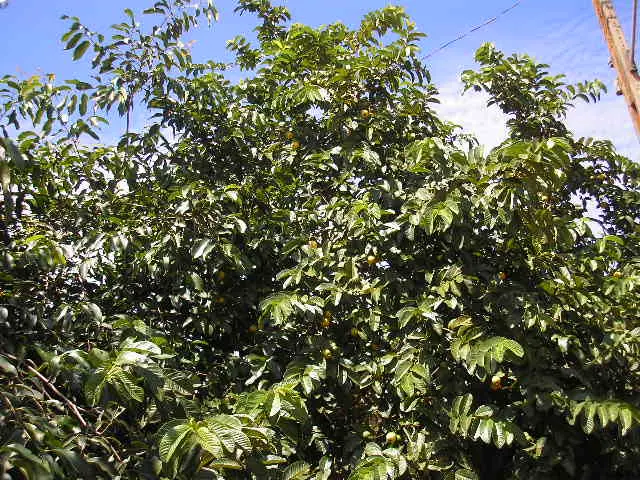 Crianças Xucuru preservam saberes ancestrais sobre plantas medicinais e fortalecem laços com a natureza