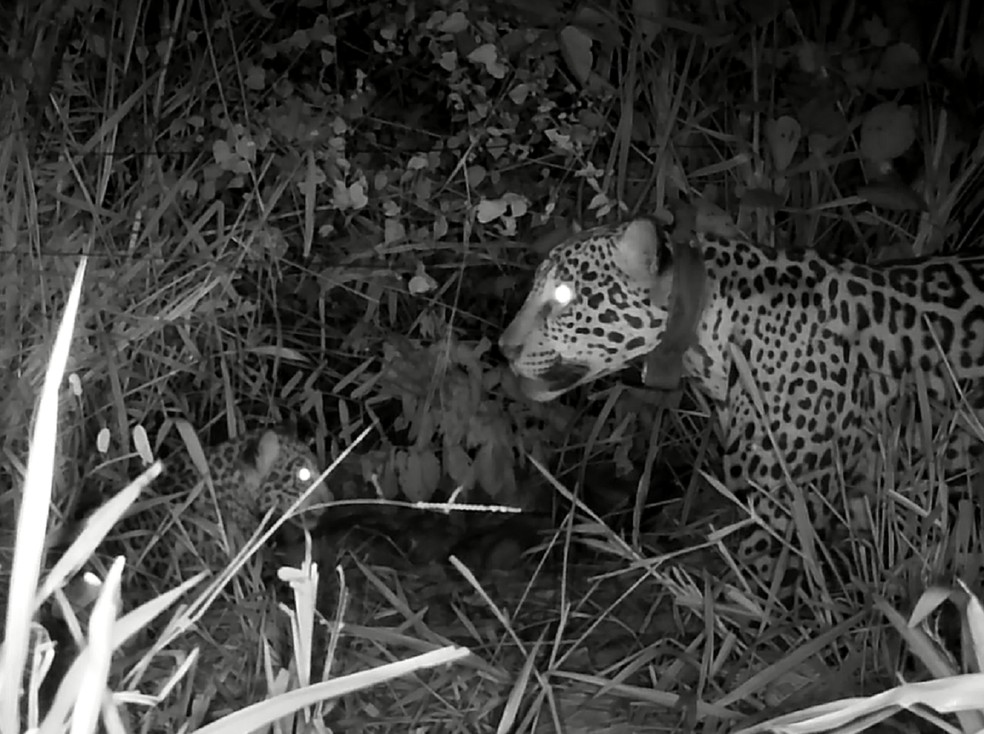 Onça-pintada Miranda supera queimaduras e dá à luz filhote após resgate no Pantanal devastado por incêndios