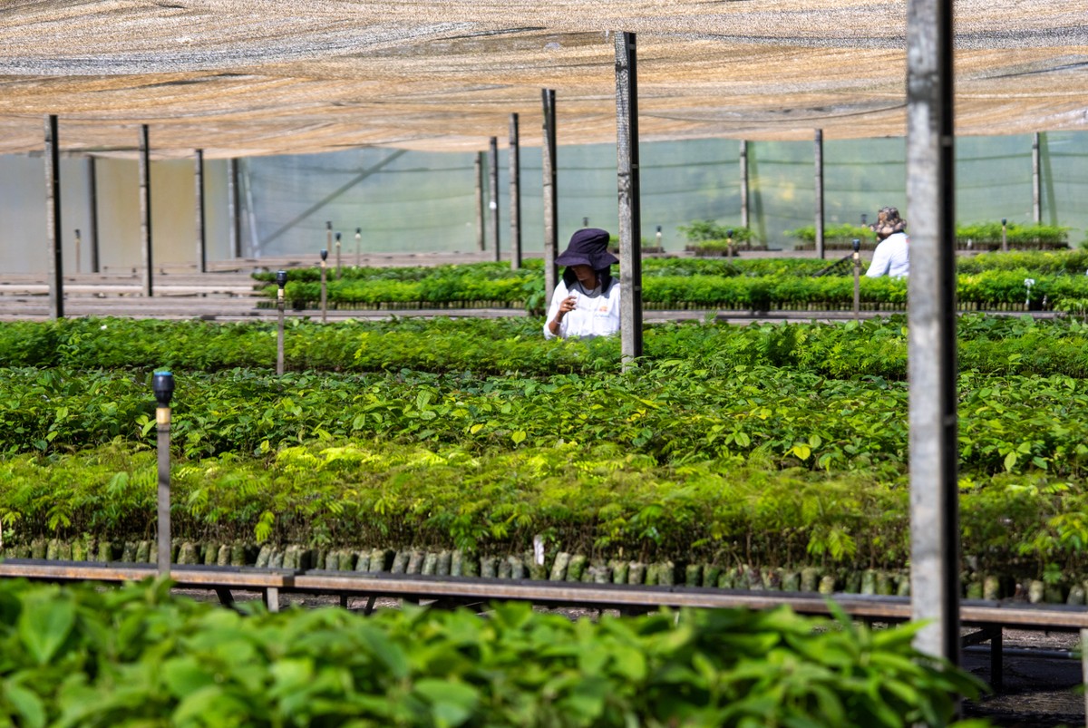 Brasil avança na captura de carbono com projetos de restauração florestal e metas ambiciosas para 2032