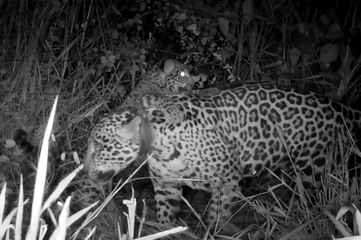 Onça-pintada resgatada em incêndios no Pantanal dá à luz seu primeiro filhote após reabilitação de 43 dias