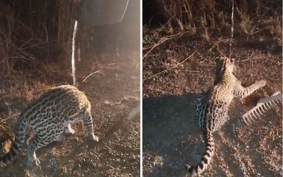 Filhote de jaguatirica é resgatado em Goiás e recebe água de casal solidário antes de voltar à mata