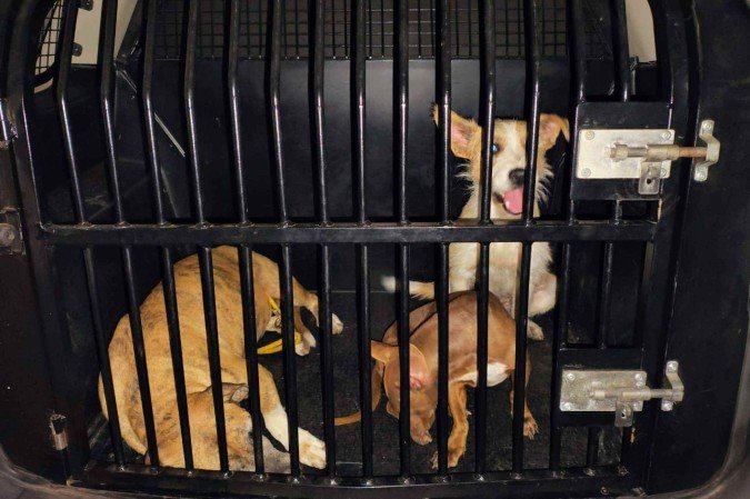 Polícia Civil resgata cães vítimas de maus-tratos em Samambaia e investiga recusa de abrigo oficial