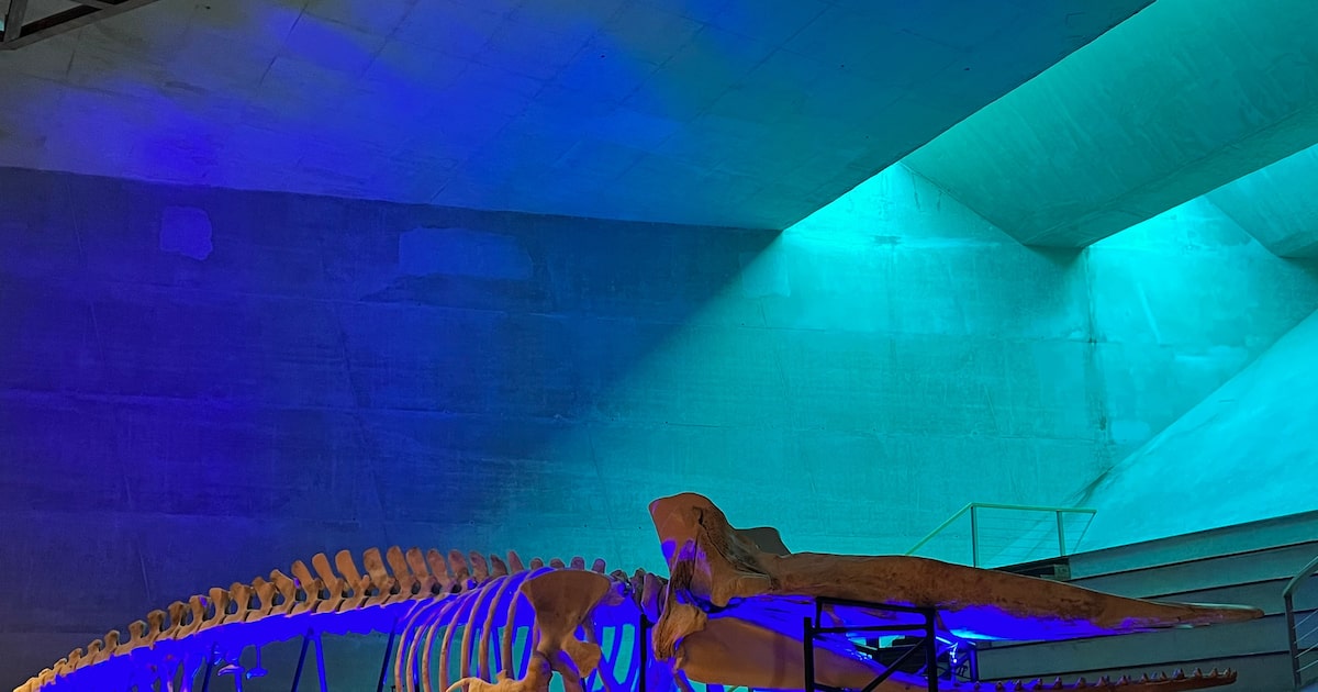 Museu Nacional recebe esqueleto de baleia-cachalote em campanha de recomposição do acervo